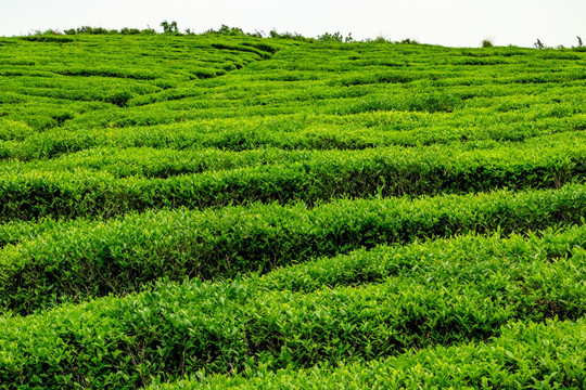茶园 茶场茶树 茶叶产区 茶