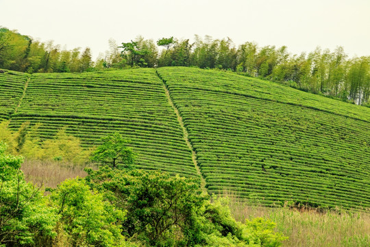 茶园 茶场茶树 茶叶产区 茶