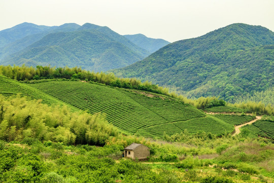 茶山茶场 茶叶茶山 茶园 茶场