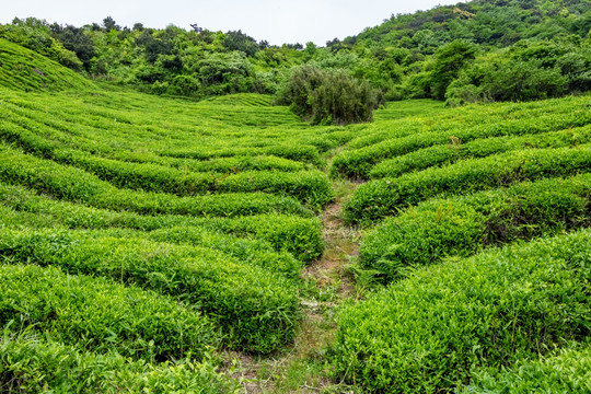 茶山茶场 茶叶茶山 茶园 茶场