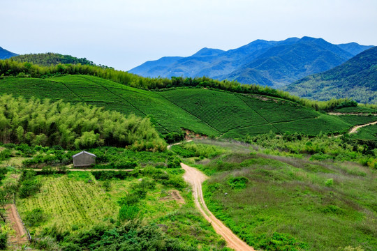 茶山茶场 茶叶茶山 茶园 茶场