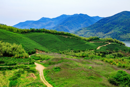 茶山茶场 茶叶茶山 茶园 茶场