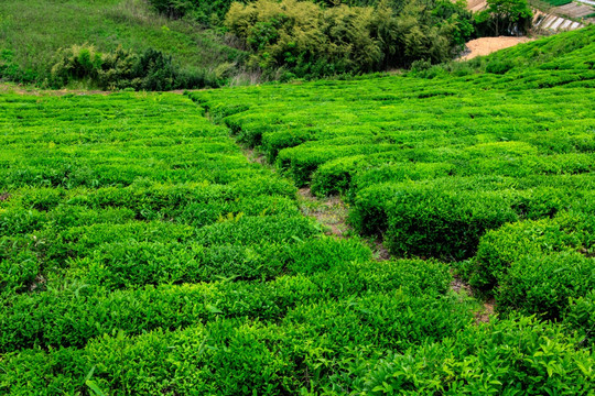 茶山茶场 茶叶茶山 茶园 茶场