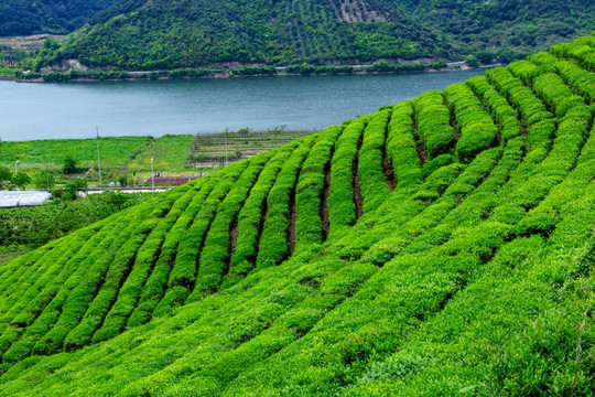 茶山茶场 茶叶茶山 茶园 茶场