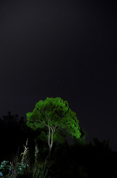 夜空 树木