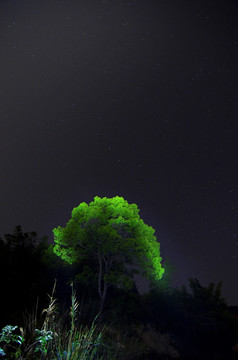 夜空 树木