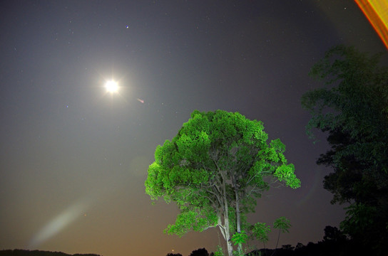 夜空 树木