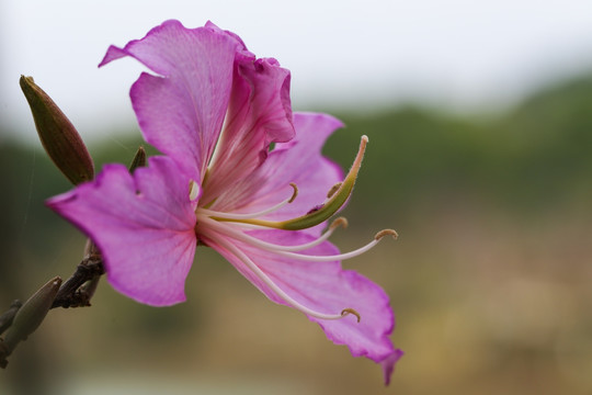 花朵植物