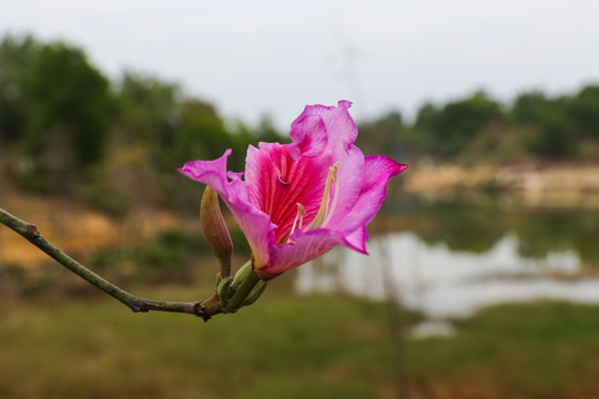 花朵植物