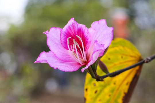 花朵植物