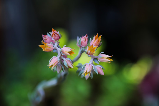 花朵植物