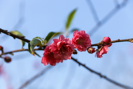 花枝