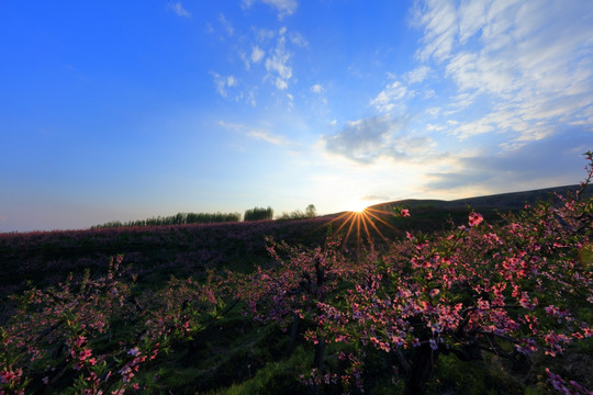 桃花