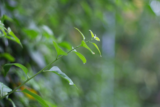 勒杜鹃芽