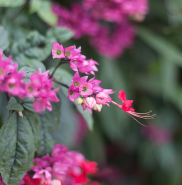 小花吐蕊