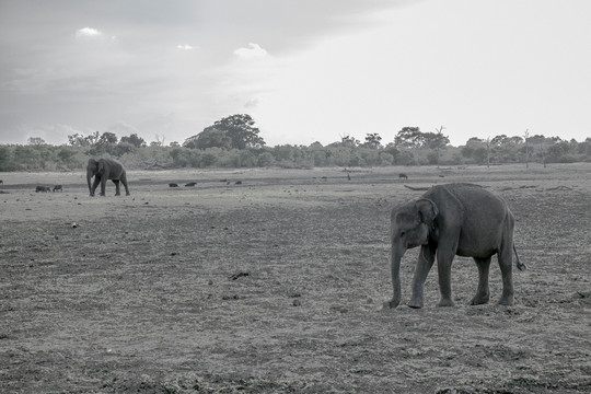 乌达拉瓦维国家公园的大象