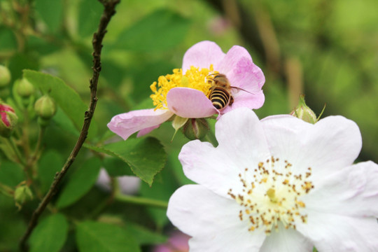 蜜蜂采花 蜜蜂与花