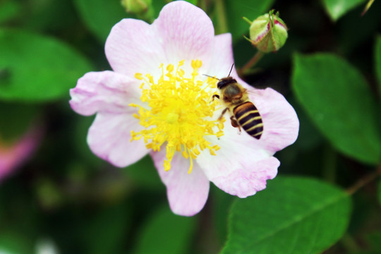 蜜蜂采花 蜜蜂与花