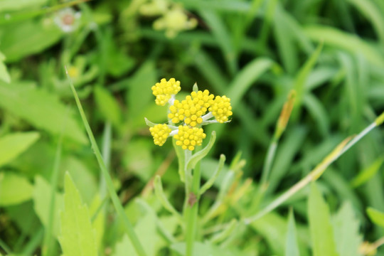 开花的清明菜 清明菜 黄花