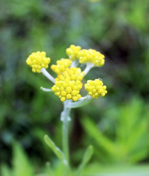 开花的清明菜 清明菜 黄花