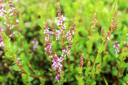 田园花草 紫色花草 花草