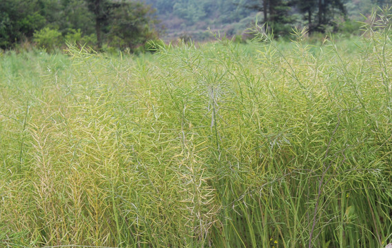 油菜 油菜籽 丰收的油菜