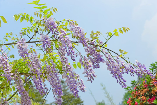 紫槐花 红花刺槐