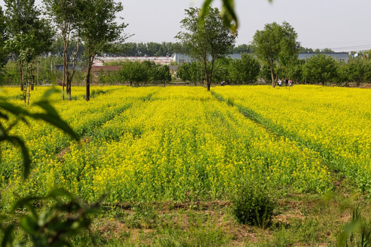 油菜花 油菜地 油菜花观赏地