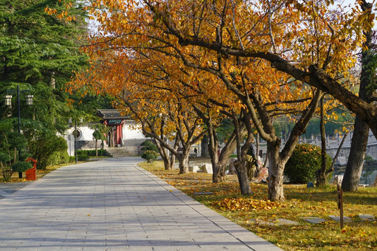 樱花树秋景