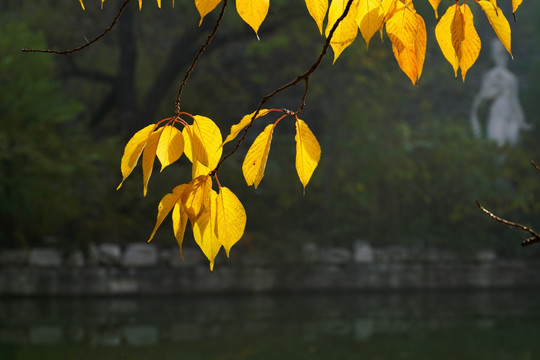 金黄樱花树叶