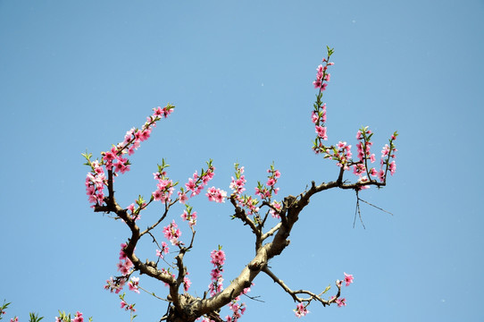 桃花俏枝春色艳