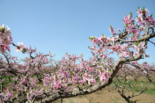 桃花俏枝春色艳