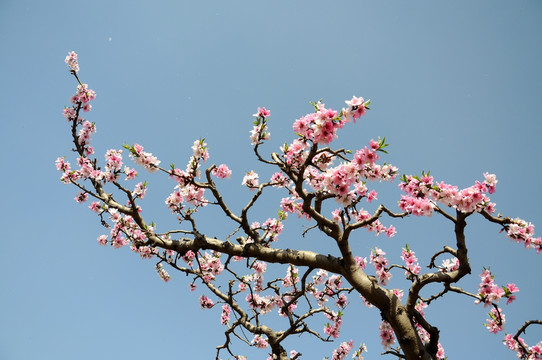 桃花俏枝春色艳