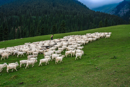 新疆天山牧羊