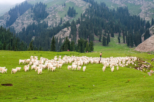 新疆天山牧羊