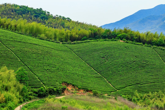 茶种植园 茶园风光 生态茶园