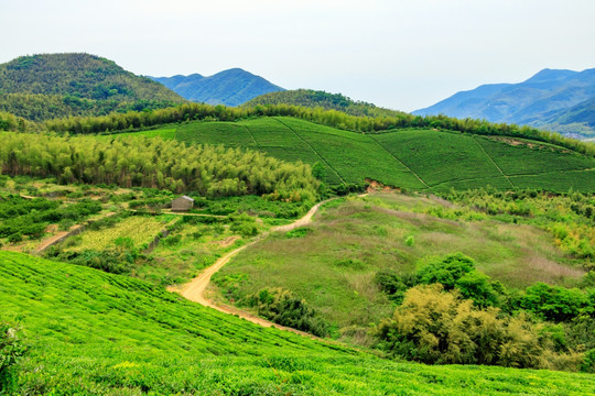 茶山茶园