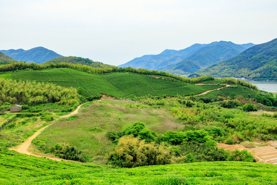 茶种植园 茶园风光 生态茶园