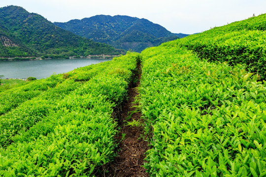 茶山茶叶 春茶 茶园 茶山 茶