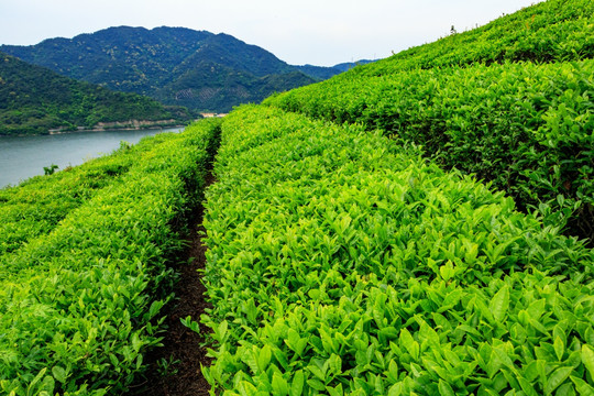 茶种植园 茶园风光 生态茶园