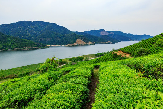 茶山茶园 绿色茶园 茶种植园