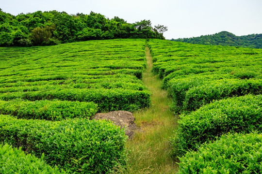 茶山茶园 绿色茶园 茶种植园