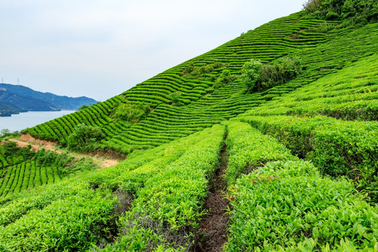 茶种植园 茶园风光 生态茶园