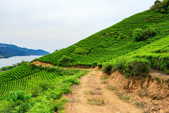 茶种植园 茶园风光 生态茶园