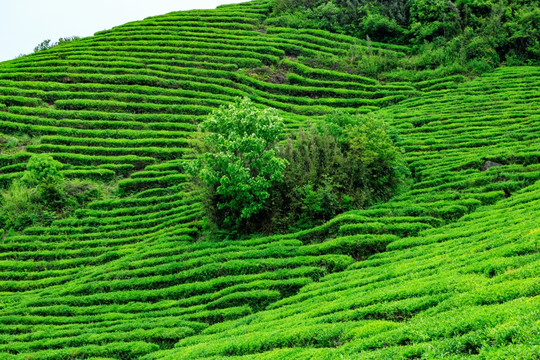 茶园茶山茶树