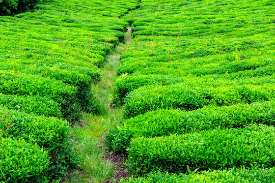 茶叶作物 茶叶种植 绿色农业