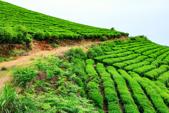 茶山茶场