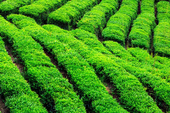 茶园风光 茶山风景 茶园茶叶