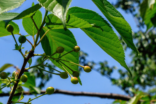 樱花树果实 樱花树 植物 山樱