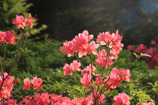 杜鹃花 逆光